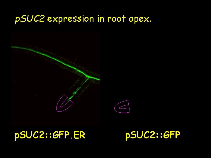 p. SUC 2 expression in root apex. p. SUC 2: : GFP. ER p. p. SUC 2 expression in root apex. p. SUC 2: : GFP. ER p.