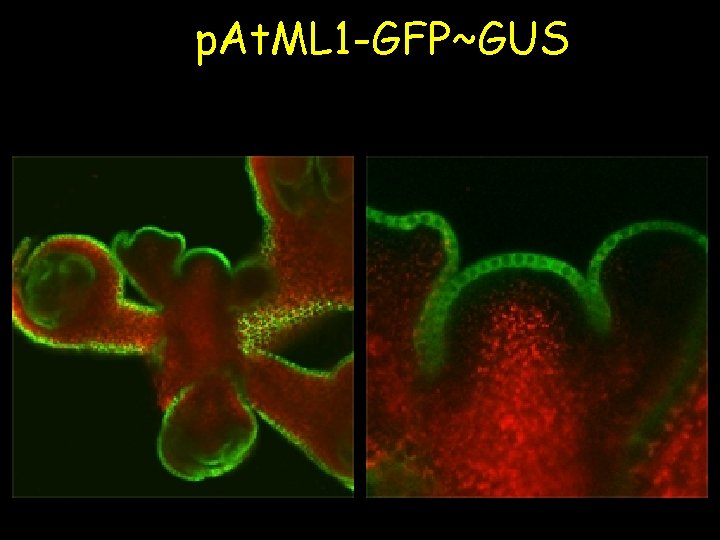 p. At. ML 1 -GFP~GUS p. At. ML 1 -GFP~GUS