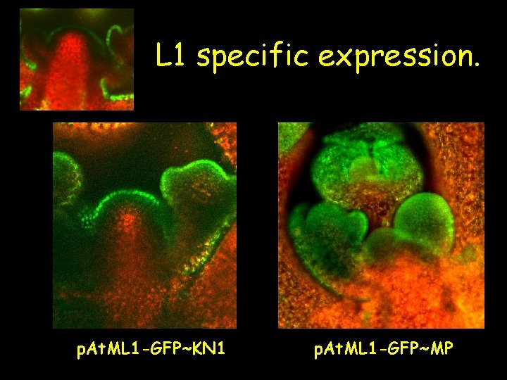L 1 specific expression. p. At. ML 1 -GFP~KN 1 p. At. ML 1 L 1 specific expression. p. At. ML 1 -GFP~KN 1 p. At. ML 1