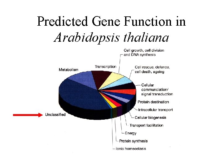 Predicted Gene Function in Arabidopsis thaliana Predicted Gene Function in Arabidopsis thaliana