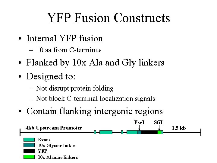 YFP Fusion Constructs • Internal YFP fusion – 10 aa from C-terminus • Flanked YFP Fusion Constructs • Internal YFP fusion – 10 aa from C-terminus • Flanked