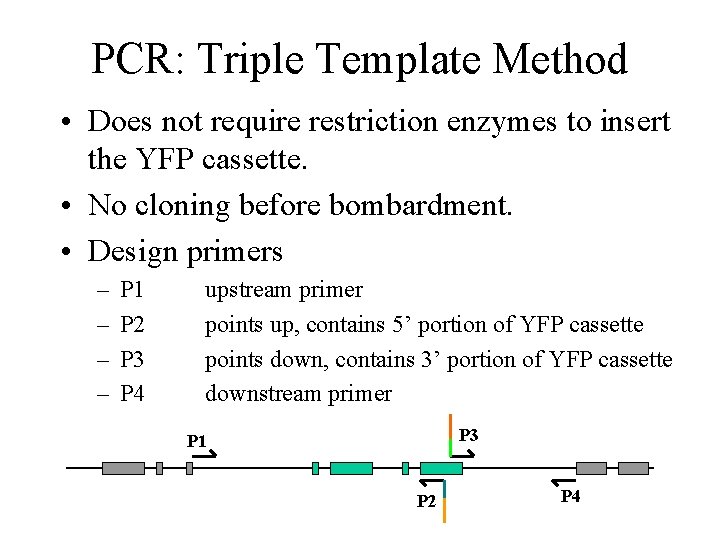 PCR: Triple Template Method • Does not require restriction enzymes to insert the YFP PCR: Triple Template Method • Does not require restriction enzymes to insert the YFP