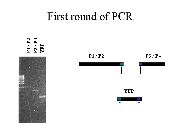 P 1 / P 2 P 3 / P 4 YFP Fse 1 only P 1 / P 2 P 3 / P 4 YFP Fse 1 only