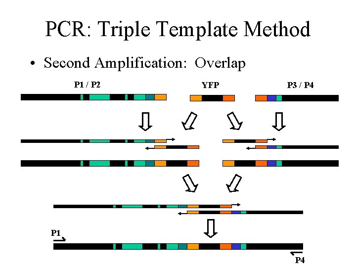 PCR: Triple Template Method • Second Amplification: Overlap P 1 / P 2 YFP PCR: Triple Template Method • Second Amplification: Overlap P 1 / P 2 YFP