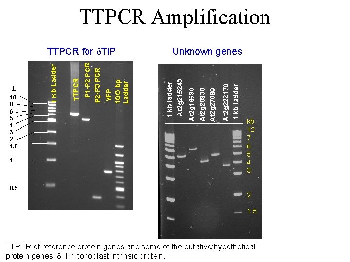 TTPCR Amplification 1 0. 5 1 kb ladder At 2 g 222170 At 2 TTPCR Amplification 1 0. 5 1 kb ladder At 2 g 222170 At 2