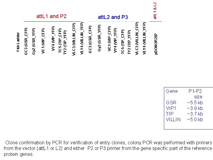 att. L 1 & L 2 p. DONOR 207 VLY 4 (VILLIN_YFP) VLC 3 att. L 1 & L 2 p. DONOR 207 VLY 4 (VILLIN_YFP) VLC 3