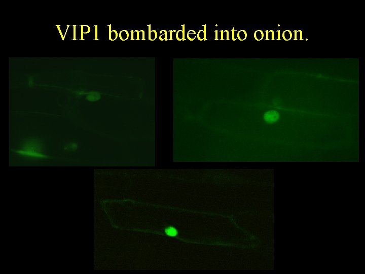 VIP 1 bombarded into onion. VIP 1 bombarded into onion.