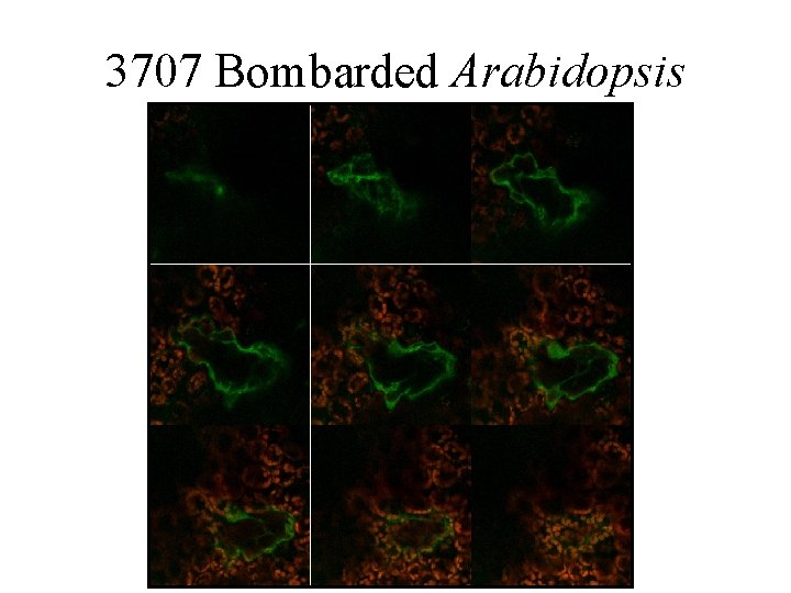 3707 Bombarded Arabidopsis 3707 Bombarded Arabidopsis