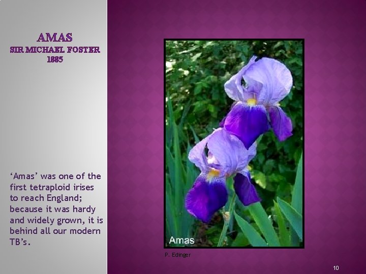 AMAS SIR MICHAEL FOSTER 1885 MEET THE IRIS FAMILY ‘Amas’ was one of the