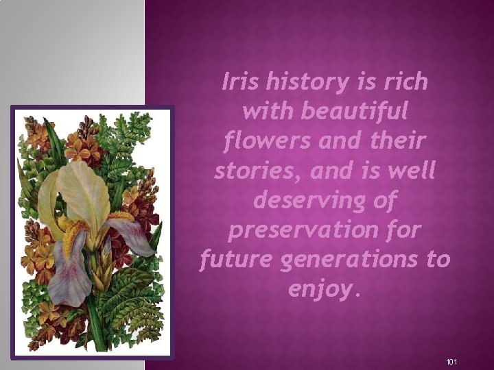 Iris history is rich with beautiful flowers and their stories, and is well deserving