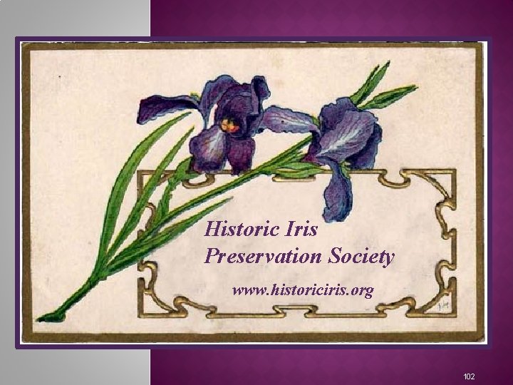 Historic Iris Preservation Society www. historiciris. org 102 