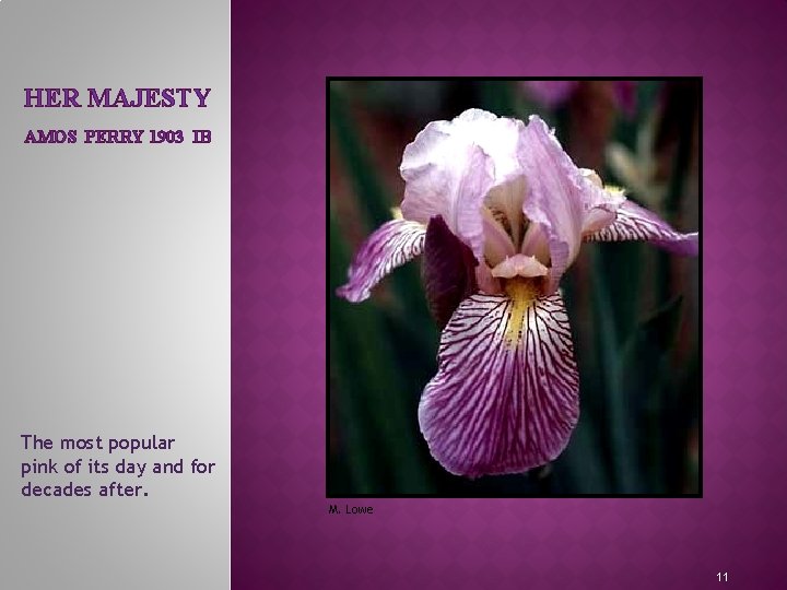 HER MAJESTY AMOS PERRY 1903 IB MEET THE IRIS FAMILY The most popular pink