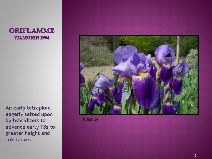 ORIFLAMME VILMORIN 1904 An early tetraploid eagerly seized upon by hybridizers to advance early