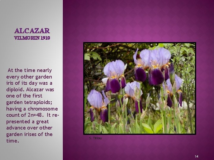 ALCAZAR VILMORIN 1910 At the time nearly every other garden iris of its day