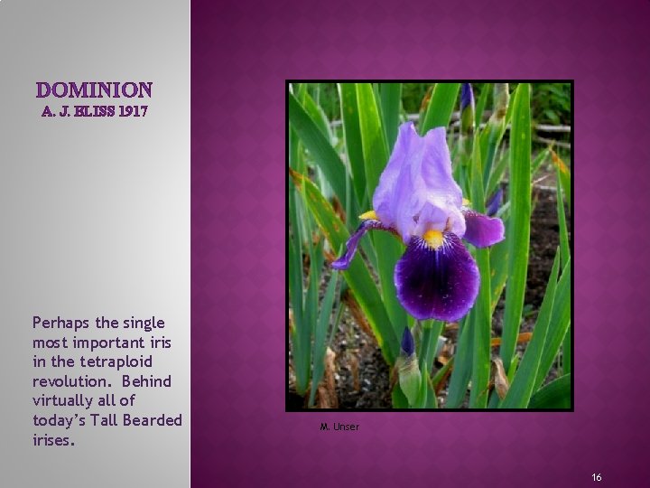 DOMINION A. J. BLISS 1917 Perhaps the single most important iris in the tetraploid