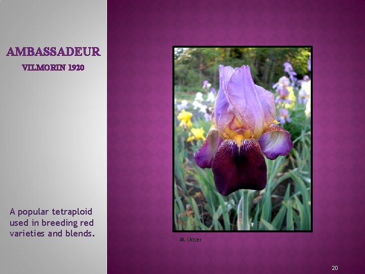 AMBASSADEUR VILMORIN 1920 MEET THE IRIS FAMILY A popular tetraploid used in breeding red