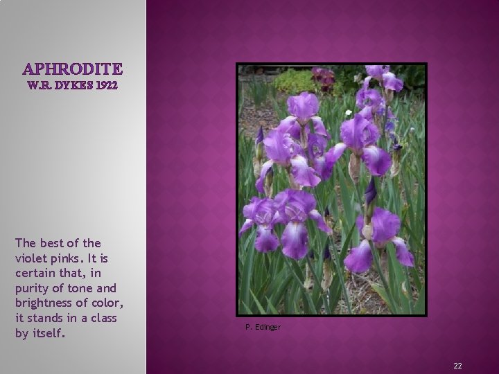 APHRODITE W. R. DYKES 1922 The best of the violet pinks. It is certain