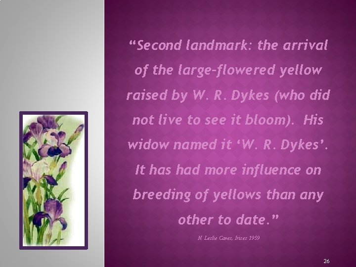 “Second landmark: the arrival of the large-flowered yellow raised by W. R. Dykes (who