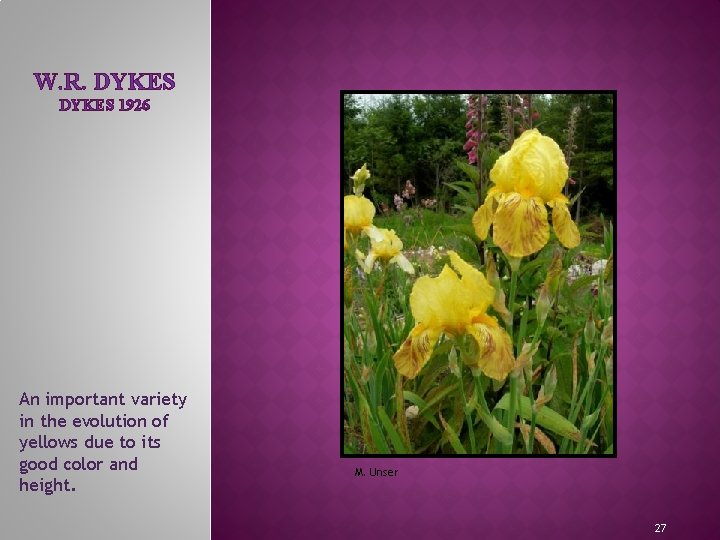 W. R. DYKES 1926 MEET THE IRIS FAMILY An important variety in the evolution