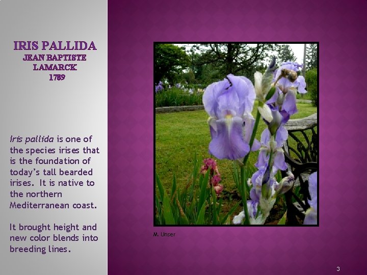 IRIS PALLIDA JEAN BAPTISTE LAMARCK 1789 Iris pallida is one of the species irises