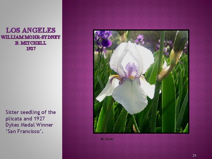 LOS ANGELES WILLIAM MOHR-SYDNEY B. MITCHELL 1927 MEET THE IRIS FAMILY Sister seedling of