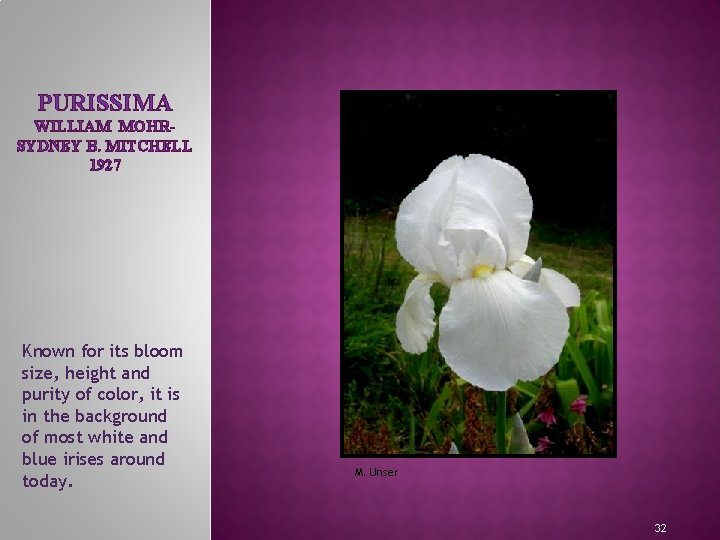 PURISSIMA WILLIAM MOHRSYDNEY B. MITCHELL 1927 Known for its bloom size, height and purity