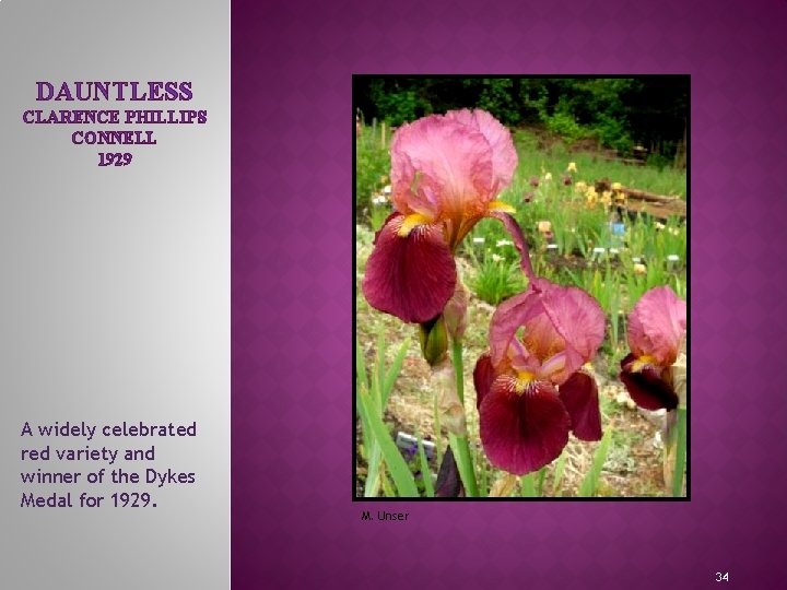 DAUNTLESS CLARENCE PHILLIPS CONNELL 1929 MEET THE IRIS FAMILY A widely celebrated red variety