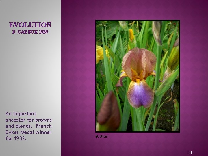 EVOLUTION F. CAYEUX 1929 MEET THE IRIS FAMILY An important ancestor for browns and