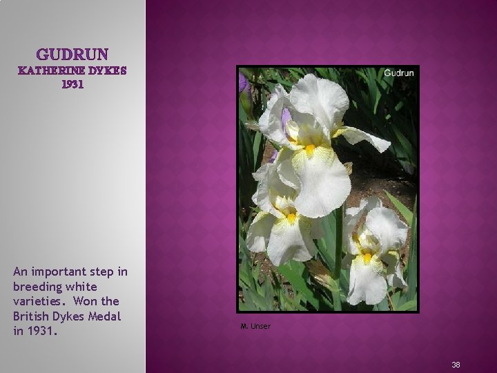 GUDRUN KATHERINE DYKES 1931 MEET THE IRIS FAMILY An important step in breeding white