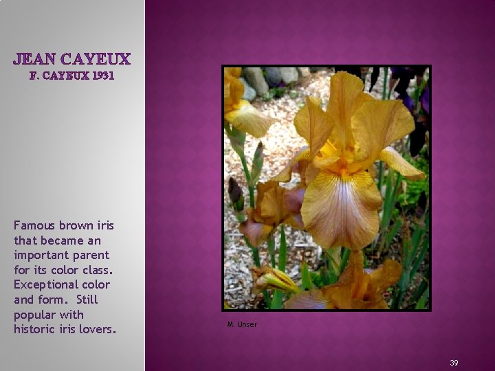 JEAN CAYEUX F. CAYEUX 1931 Famous brown iris that became an important parent for