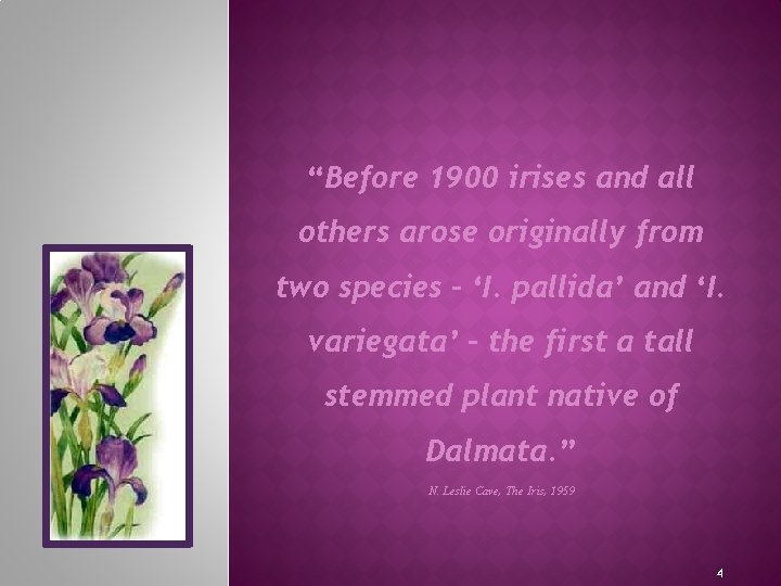 “Before 1900 irises and all others arose originally from two species – ‘I. pallida’