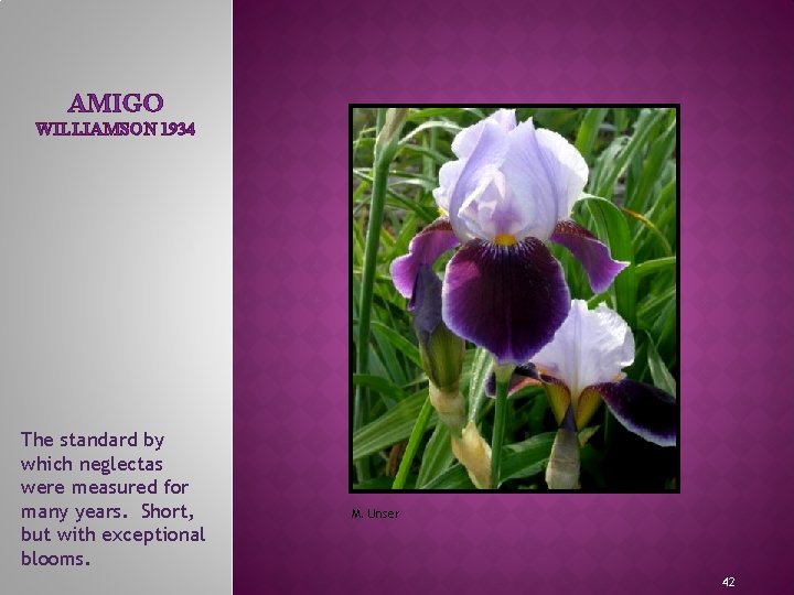 AMIGO WILLIAMSON 1934 MEET THE IRIS FAMILY The standard by which neglectas were measured