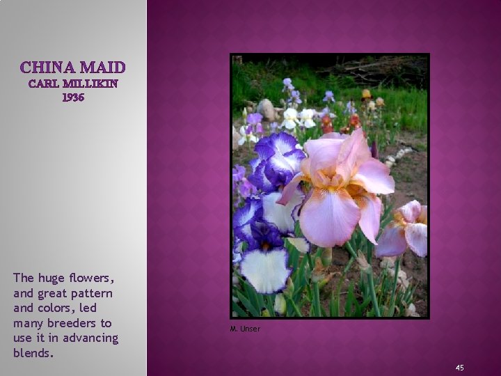 CHINA MAID CARL MILLIKIN 1936 MEET THE IRIS FAMILY The huge flowers, and great