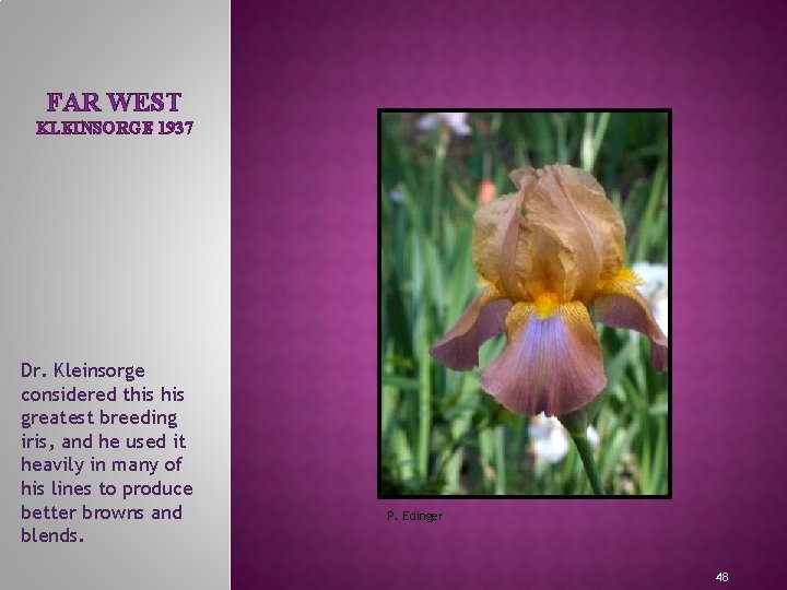 FAR WEST KLEINSORGE 1937 Dr. Kleinsorge considered this greatest breeding iris, and he used