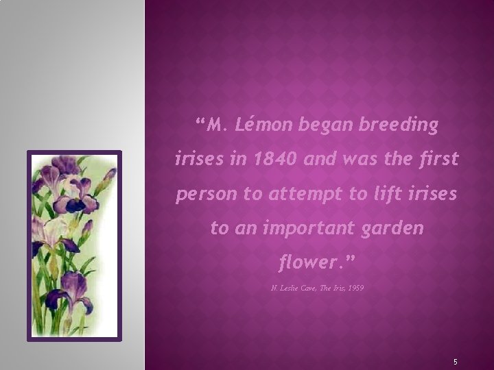 “M. Lémon began breeding irises in 1840 and was the first person to attempt