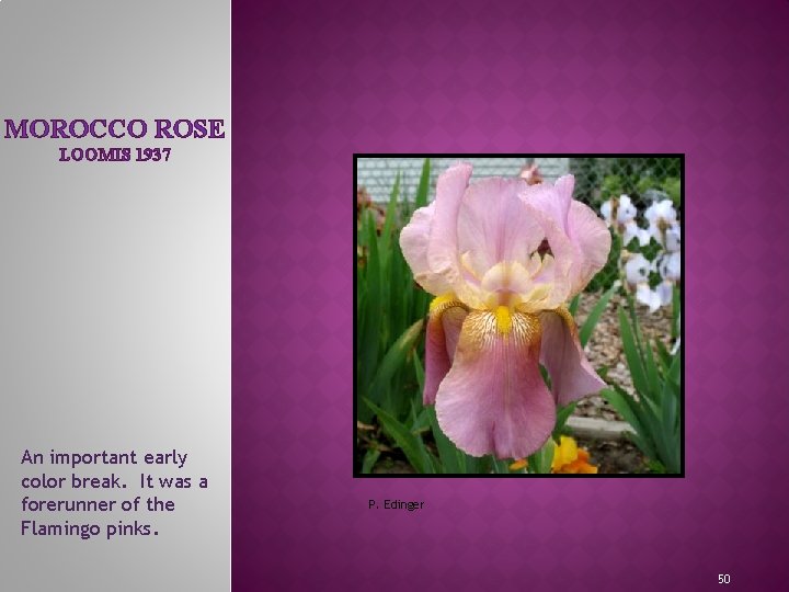 MOROCCO ROSE LOOMIS 1937 MEET THE IRIS FAMILY An important early color break. It