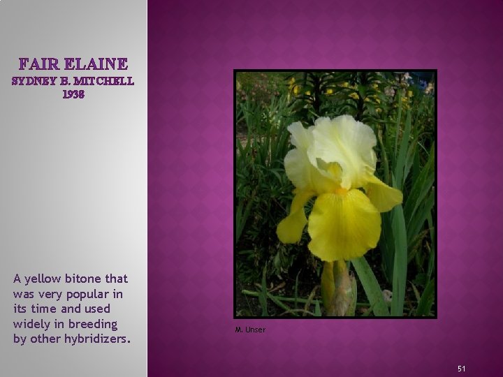 FAIR ELAINE SYDNEY B. MITCHELL 1938 MEET THE IRIS FAMILY A yellow bitone that