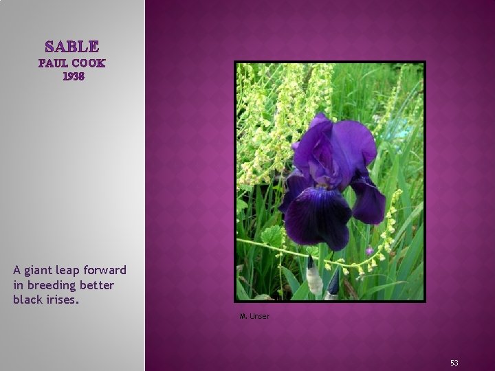 SABLE PAUL COOK 1938 MEET THE IRIS FAMILY A giant leap forward in breeding