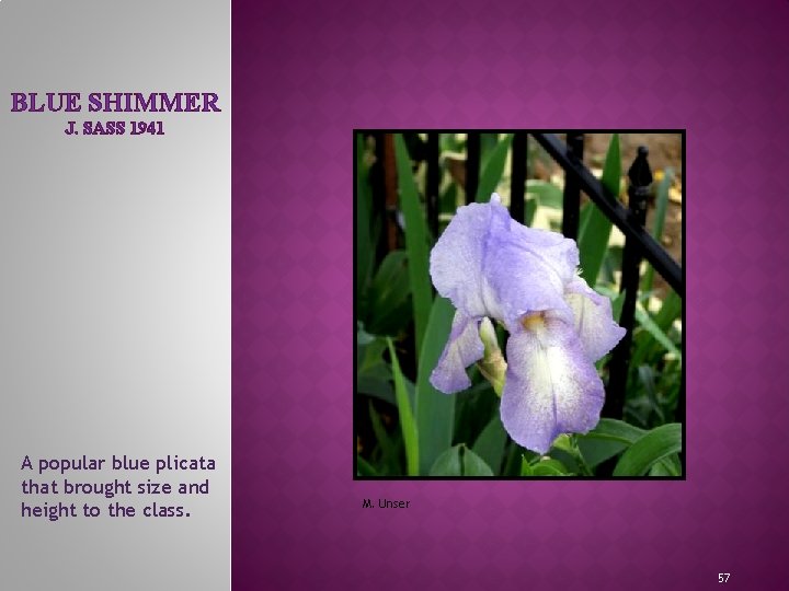 BLUE SHIMMER J. SASS 1941 MEET THE IRIS FAMILY A popular blue plicata that