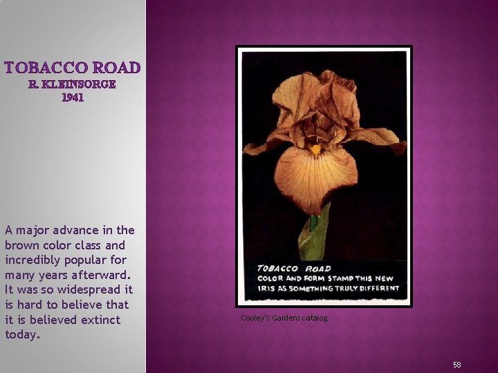 TOBACCO ROAD R. KLEINSORGE 1941 A major advance in the brown color class and