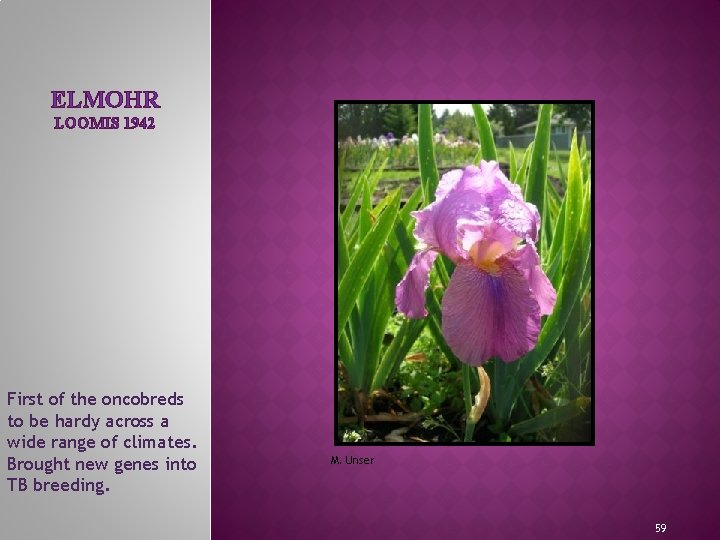 ELMOHR LOOMIS 1942 MEET THE IRIS FAMILY First of the oncobreds to be hardy