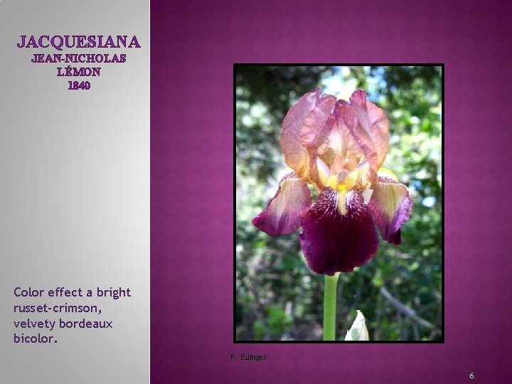 JACQUESIANA JEAN-NICHOLAS LÉMON 1840 MEET THE IRIS FAMILY Color effect a bright russet-crimson, velvety