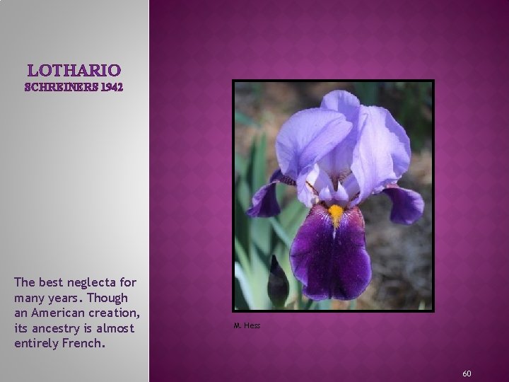LOTHARIO SCHREINERS 1942 MEET THE IRIS FAMILY The best neglecta for many years. Though