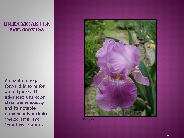 DREAMCASTLE PAUL COOK 1943 A quantum leap forward in form for orchid pinks. It