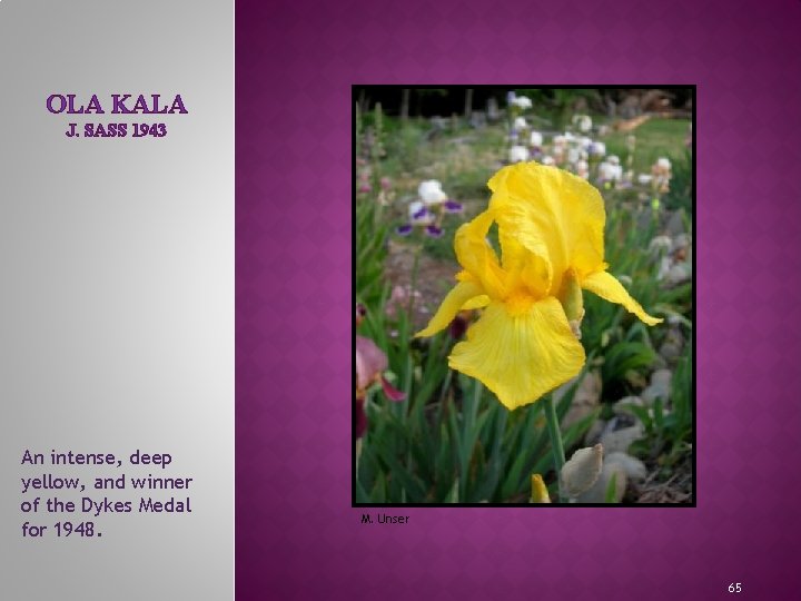 OLA KALA J. SASS 1943 MEET THE IRIS FAMILY An intense, deep yellow, and