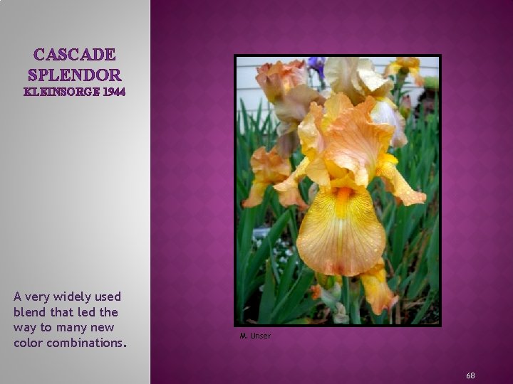 CASCADE SPLENDOR KLEINSORGE 1944 MEET THE IRIS FAMILY A very widely used blend that