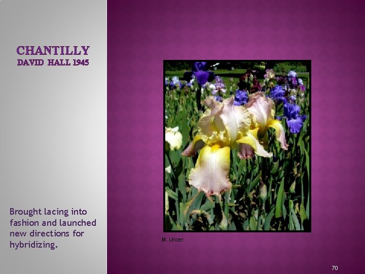 CHANTILLY DAVID HALL 1945 MEET THE IRIS FAMILY Brought lacing into fashion and launched