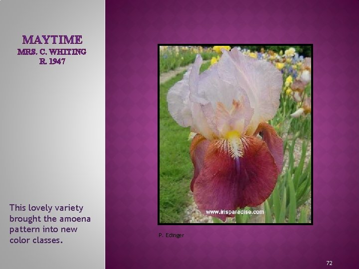 MAYTIME MRS. C. WHITING R. 1947 MEET THE IRIS FAMILY This lovely variety brought