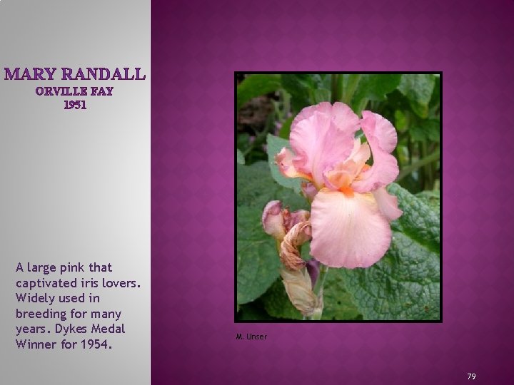 MARY RANDALL ORVILLE FAY 1951 A large pink that captivated iris lovers. Widely used