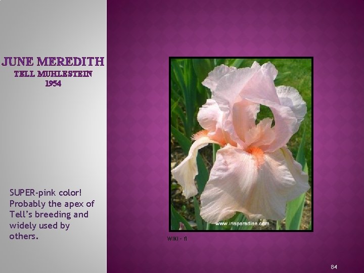 JUNE MEREDITH TELL MUHLESTEIN 1954 SUPER-pink color! Probably the apex of Tell’s breeding and